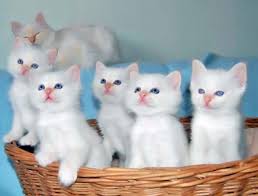 белые и пушистые